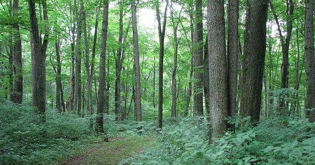 4 Free Things to Do in Kingsport, TN
