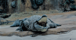 Alligator at the Memphis, TN zoo