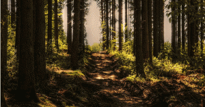 A forest trail during the daylight