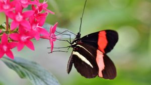 Botanical Gardens around Kingsport, TN